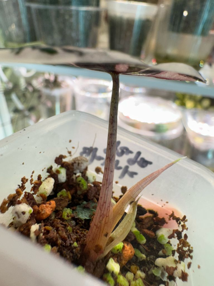 아마조니카 화이트핑크 바리에가타--2