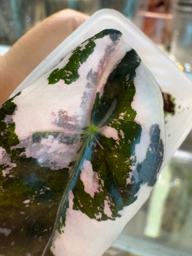 아마조니카 화이트핑크 바리에가타--3