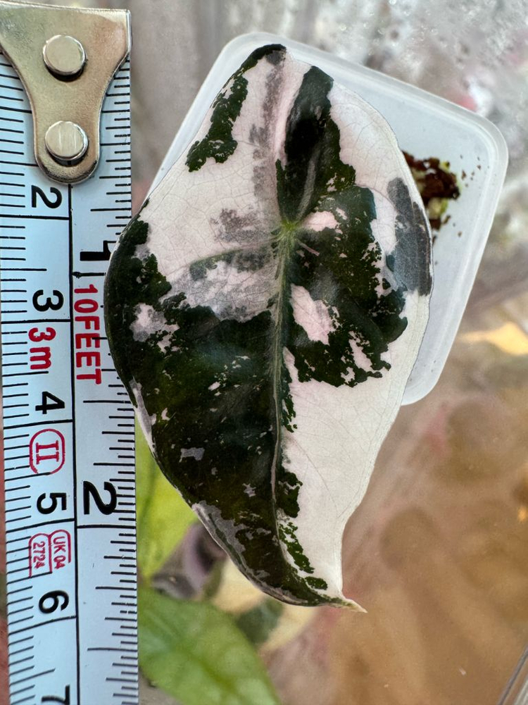 아마조니카 화이트핑크 바리에가타--4