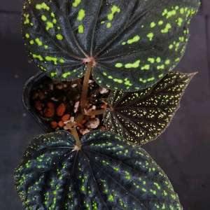 베고니아 KED자바