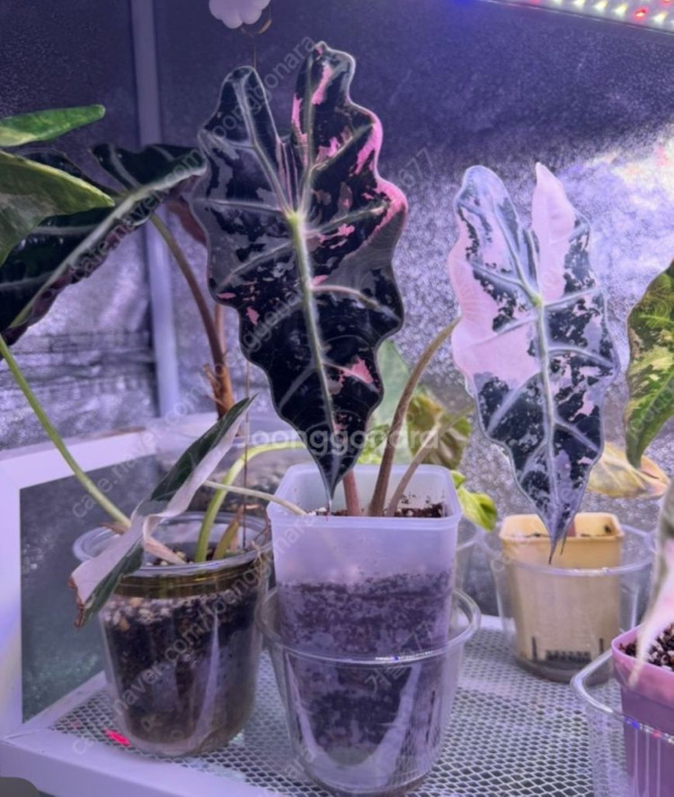 아마조니카 화이트핑크 바리에가타--5