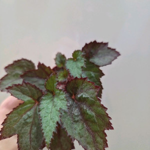 베고니아 풀룩스