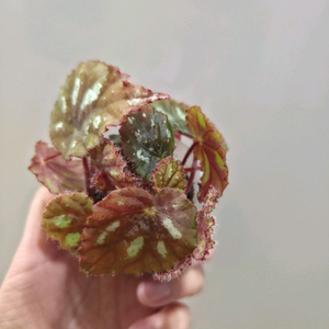 베고니아 하이엔