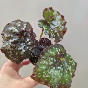 베고니아 퍼플컬리스타더스트