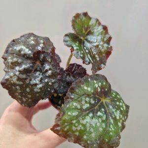 베고니아 퍼플컬리스타더스트