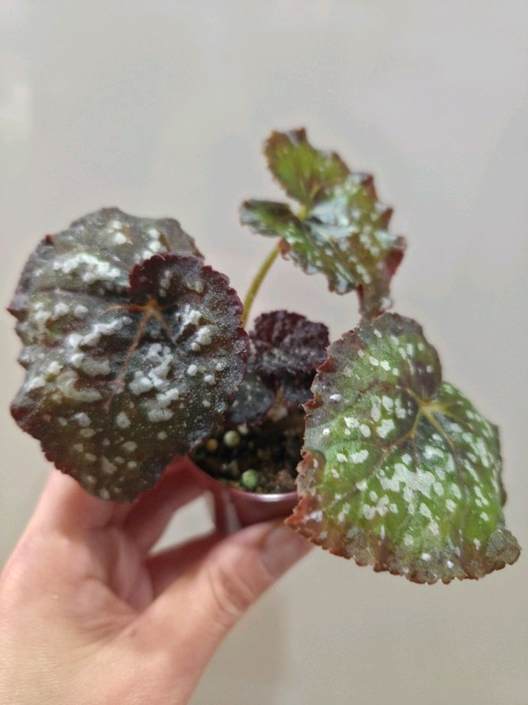 베고니아 퍼플컬리스타더스트--2