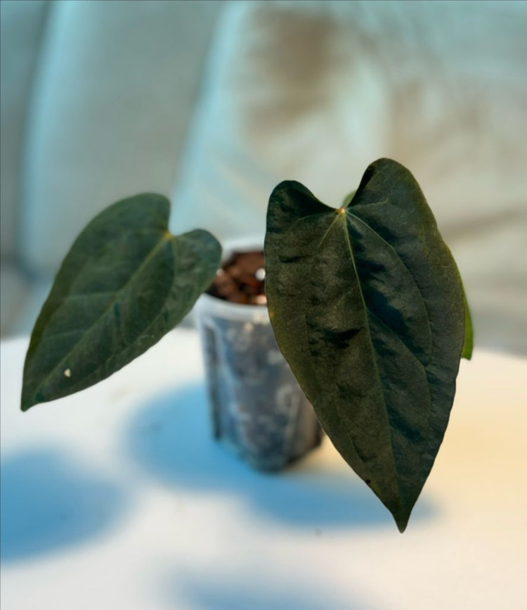 안스리움 aosx(fsrlxfs)--2