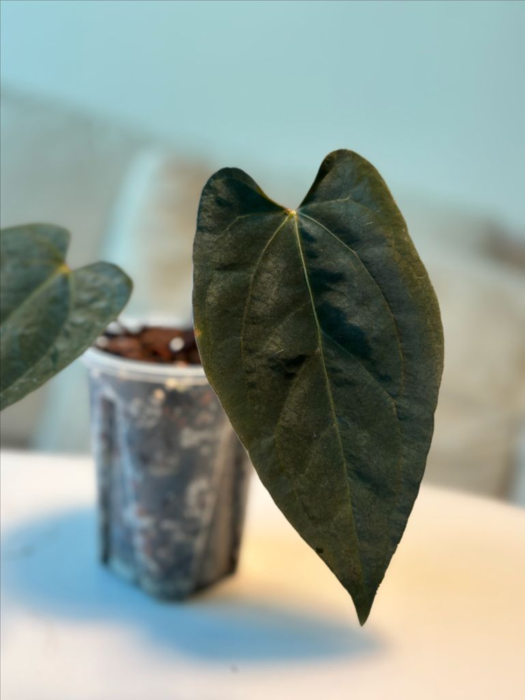 안스리움 aosx(fsrlxfs)--3