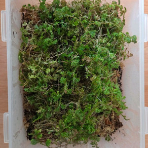 정글식물)운시나타