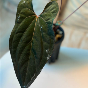 안스리움 Rvdpxfsrl