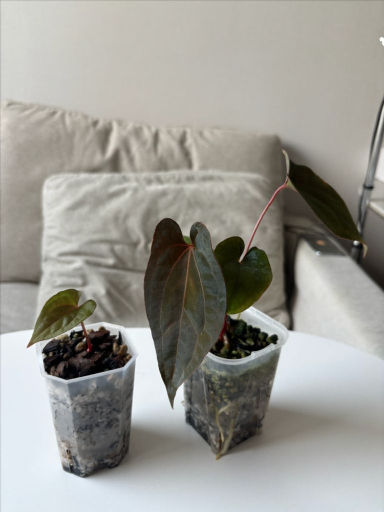 안스리움 Rvdpxfsrl--1