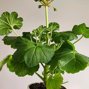 숲속의잠자는공주 제라늄