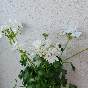 스텔라제라늄 화이트스프링