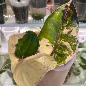 플럼배 니그라 바리에가타