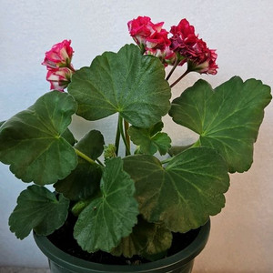 제라늄 로즈샤넬