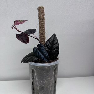 파이퍼 블랙메탈릭