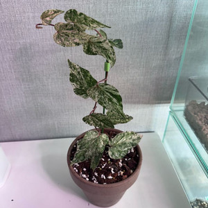 파이퍼 실버티쿰 바리에가타