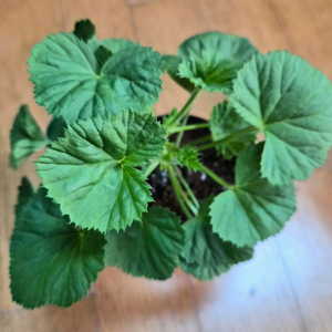 모나리자바이스 리갈제라늄