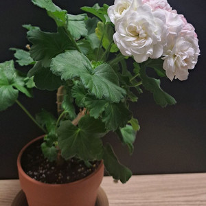 한국제라늄--달빛물안개 2