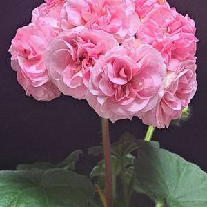 러시아제라늄--파라다이스애플