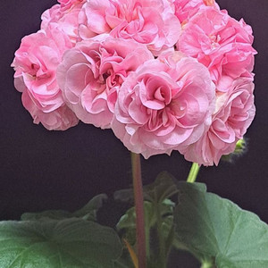 러시아제라늄--파라다이스애플