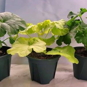 제라늄3종-UG마법동화,잎올리볼리,이샤샤인(택포)