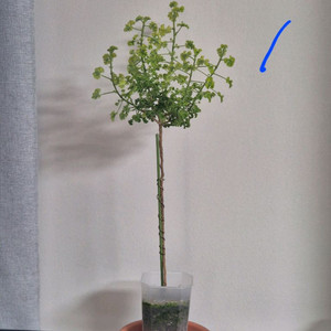 센티드 제라늄 시스썬버스트