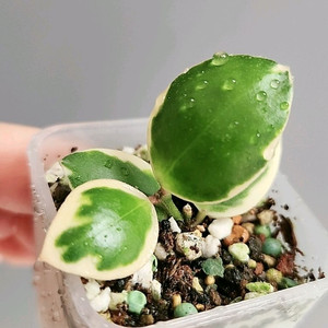 호야 인커블라 알보