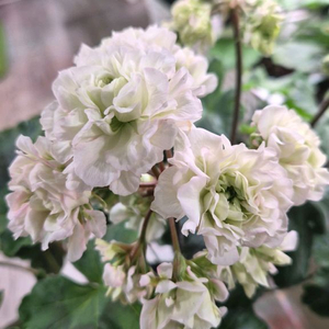 제라늄. ug그린엘프