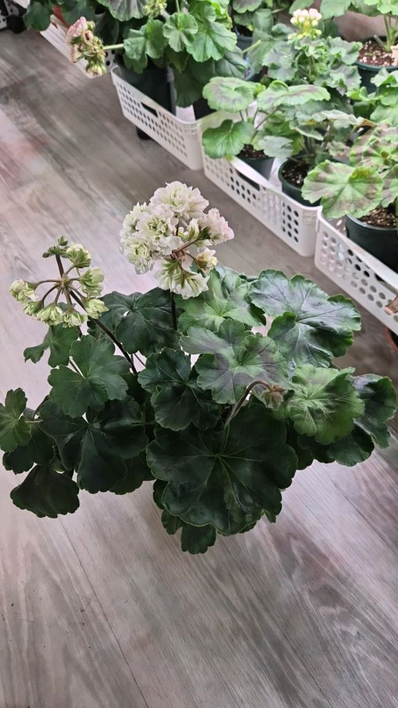 제라늄. ug그린엘프--3