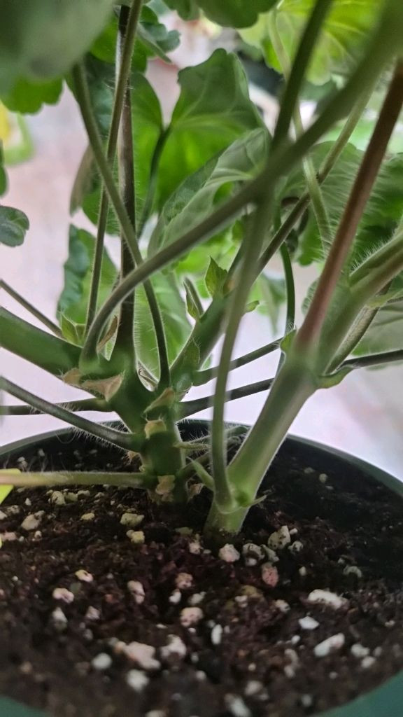 제라늄. ug그린엘프--4