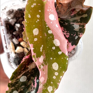 마큘라타 핑크 바리에가타