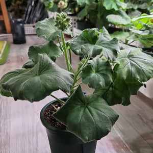 제라늄. iv실버로즈