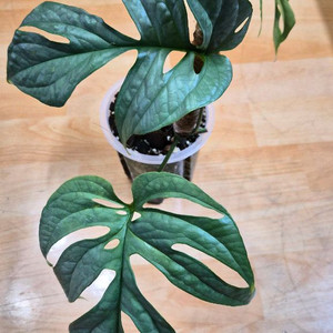 아미드리움 미디움실버