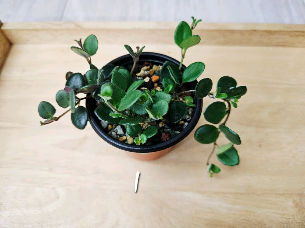 코도난테파울라--1