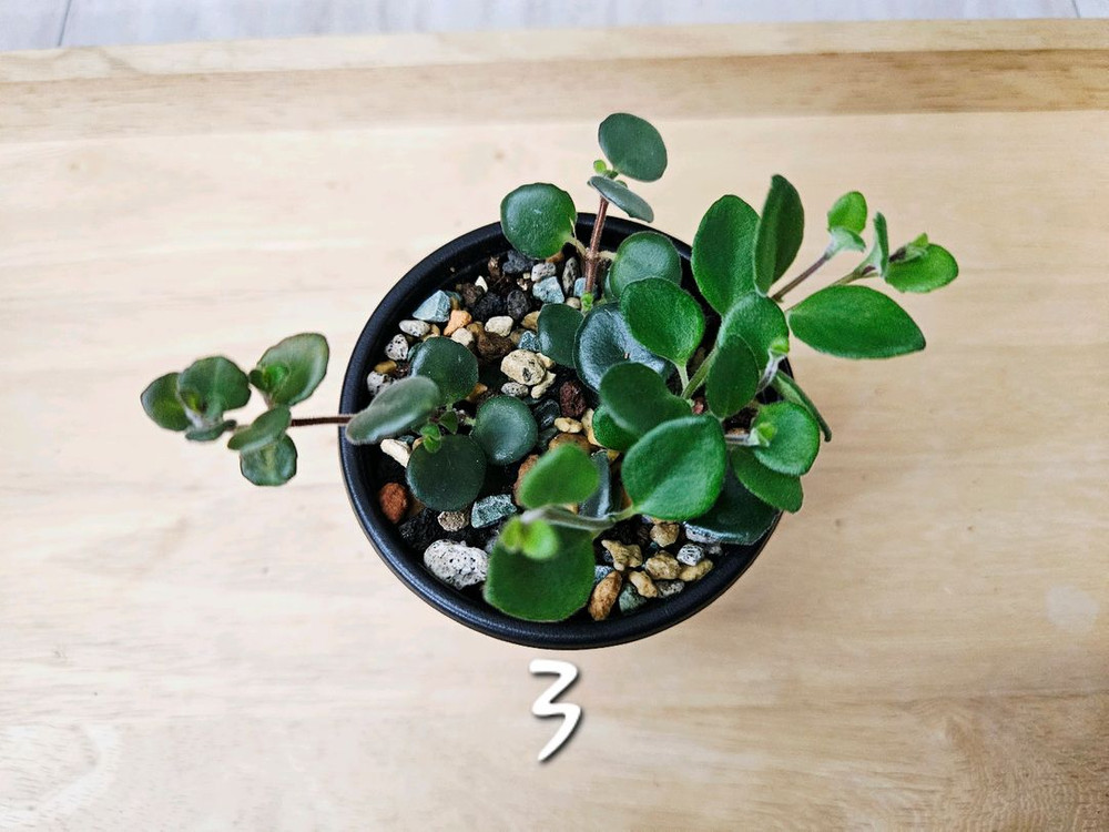 코도난테파울라--3