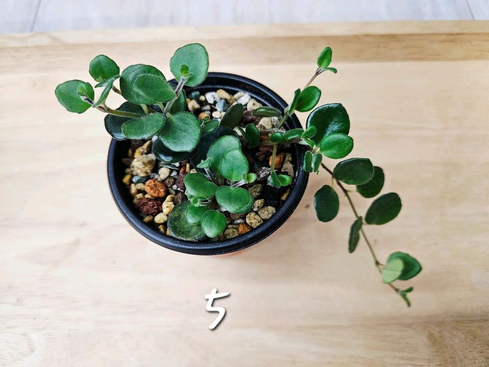 코도난테파울라--5