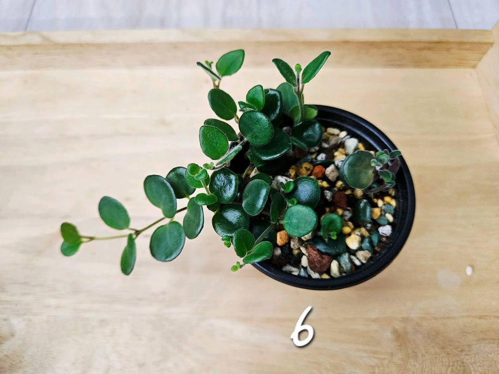 코도난테파울라--6