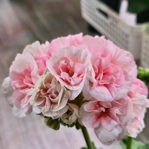 제라늄. 이리올이터나이트