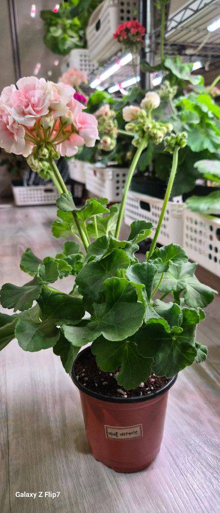 제라늄. 이리올이터나이트--1