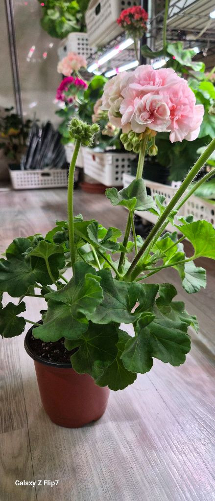 제라늄. 이리올이터나이트--2