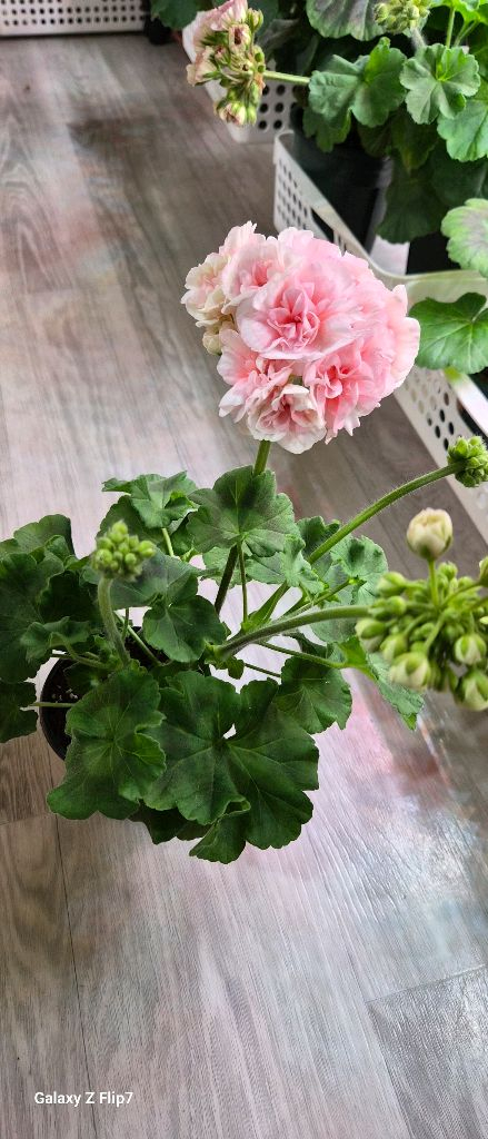 제라늄. 이리올이터나이트--3