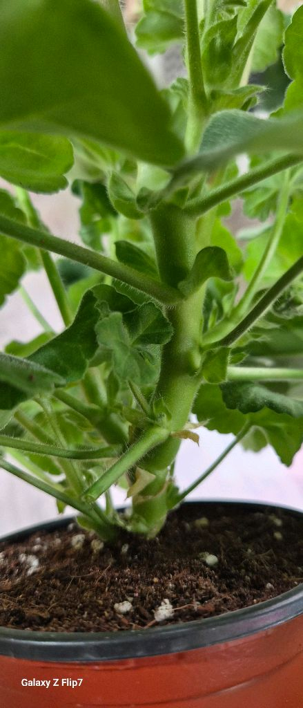 제라늄. 이리올이터나이트--4