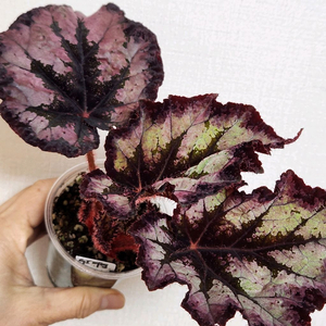 베고니아)) GI-여명 #다촉