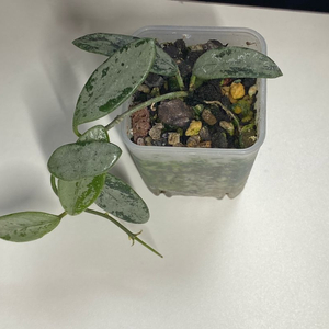 호야 리마 실버