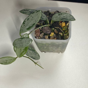 호야 리마 실버