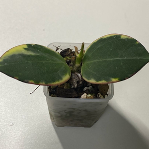 호야 파라 알보