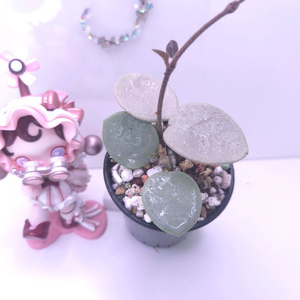 호야 그레이페어리 #바텀