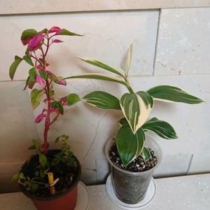 룬데리파티타임. 무늬코스터스 2종 일괄