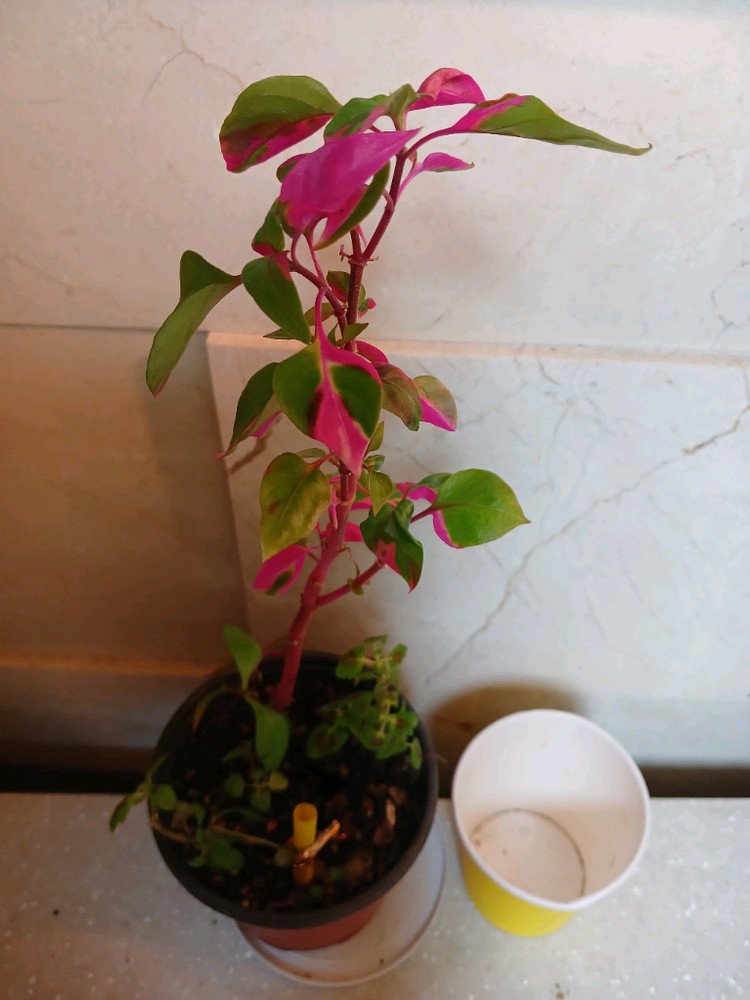 룬데리파티타임. 무늬코스터스 2종 일괄--1